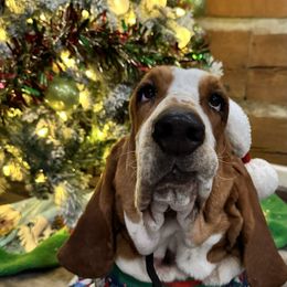Jenna - Basset Hound