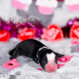 Cuddles - Black tri female Toy Australian Shepherd puppy in Liberty Hill, Texas from Pistol Paws Aussies