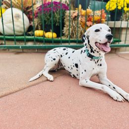 Spade - Dalmatian