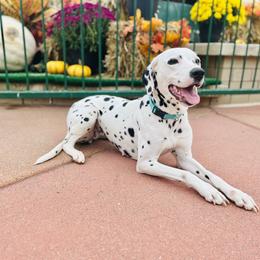 Spade - Dalmatian