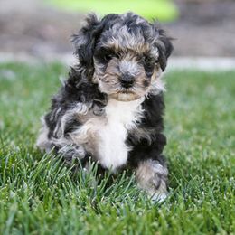 Aussiedoodles and Miniature Australian Shepherds from Go West Mini Aussies