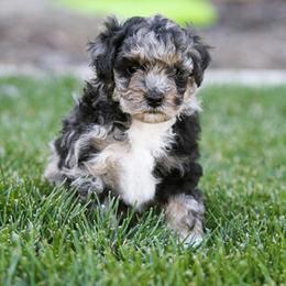 Aussiedoodles and Miniature Australian Shepherds from Go West Mini Aussies