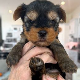 Jersey - Black and tan male Yorkshire Terrier puppy in West Fargo, North Dakota from A Yorkie Tale