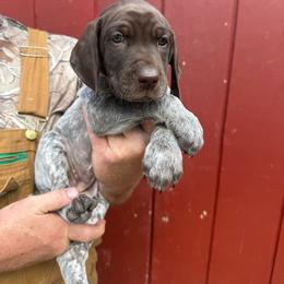 Bonnie - Liver roan female German Shorthaired Pointer puppy in Charlton, Massachusetts from Cuilean farm and kennel