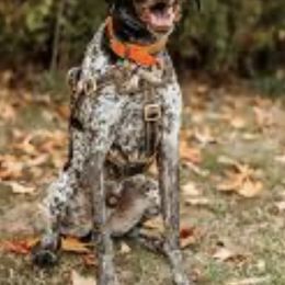 Oakley - German Shorthaired Pointer