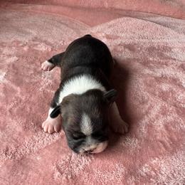 Girl 3 - Black brindle and white female Boston Terrier puppy in Brookville, Ohio from Best Friend Bostons