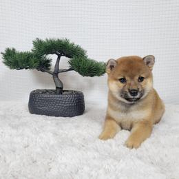 Kira - Red female Shiba Inu puppy in Sacramento, California from Shiba Inu of Matrix
