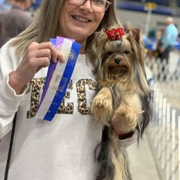 Yorkshire Terrier Puppies from Yorkielicious Yorkies