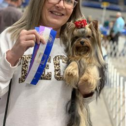 Yorkshire Terrier Puppies from Yorkielicious Yorkies