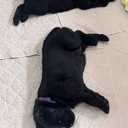 Giant Schnauzer Puppies from Giant Strides Giants