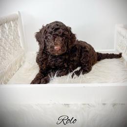 Rolo - Chocolate male Goldendoodle puppy in from Pink Poodles and Doodles