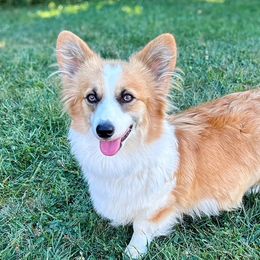 S’more - Pembroke Welsh Corgi
