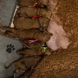 Bellini - Red  female Poodle puppy in Mount Vernon, Illinois from AMC Poodles