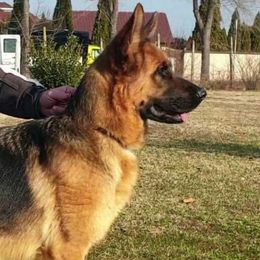 Risska  - German Shepherd