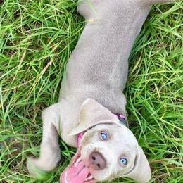 Weimaraners from Nautica Weimaraners