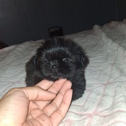 Girl 1 - Black and white female Shih Tzu puppy in Birmingham, Alabama from K&D kennels