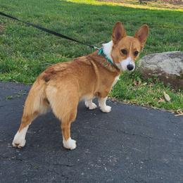 Bella - Pembroke Welsh Corgi
