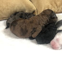 Goldendoodle and Springerdoodle Puppies from Springerdoodles Plus AZ