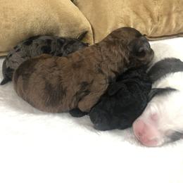 Goldendoodle and Springerdoodle Puppies from Springerdoodles Plus AZ