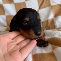 Yogi - Black and tan male Dachshund puppy in Stamford, Texas from West Texas Miniature Dachshunds
