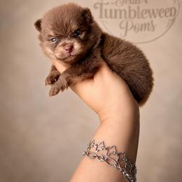 Chocolate and tan boy - Chocolate and tan male Pomeranian puppy in Eagle Pass, Texas from Texas Tumbleweed Poms