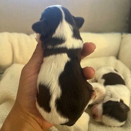 Morpheus - Liver male Miniature Schnauzer puppy in Menifee, California from Moonshine’s Minis