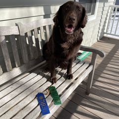 Flat-Coated Retriever All Grown Up from Shayna Flat-Coated Retrievers