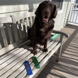 Flat-Coated Retriever All Grown Up from Shayna Flat-Coated Retrievers