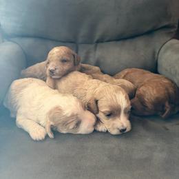 Boy 2 - Red male Cockapoo puppy in Birdsboro, Pennsylvania from Cooper Family Cockapoos