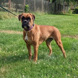 Ginger - Boxer
