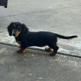 Maggie (Orange) - Piebald female Dachshund puppy in Humble, Texas from Foley Dachshunds