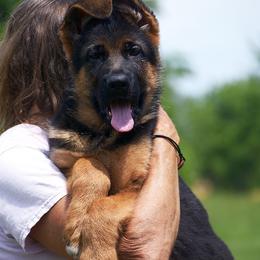 Colby - Black and red male German Shepherd puppy in Hagerstown, Pennsylvania from Euro Deja