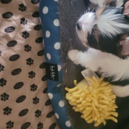 Biewer Terrier Puppies from Hearts n Paws