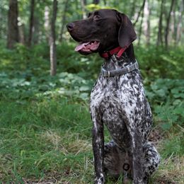 German Shorthaired Pointers from River Road Kennels