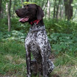German Shorthaired Pointers from River Road Kennels