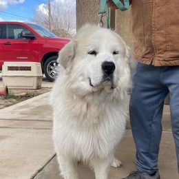Rascal - Great Pyrenees
