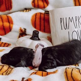 “Loretta” Lynn - Black Goldendoodle puppy in Pine Bluff, Arkansas from Maizey Jane’s Doodles