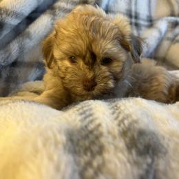 Sunny - Fawn female Havanese puppy in Starr, South Carolina from Home with Havanese
