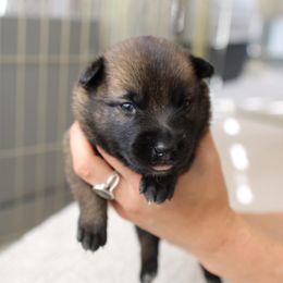 Dutch Shepherd Puppies from Gray Line Working Dogs