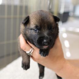 Dutch Shepherd Puppies from Gray Line Working Dogs