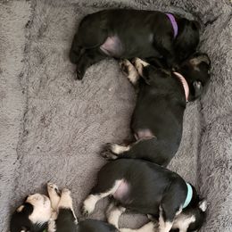 Miniature Schnauzer Puppies from Starbound Miniture Schnauzer's