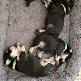 Miniature Schnauzer Puppies from Starbound Miniture Schnauzer's
