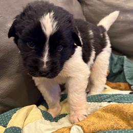 Darling - White and black female Newfoundland puppy in Saukville, Wisconsin from Crossroads Canines ~ Newfoundland Dogs
