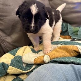 Darling - White and black female Newfoundland puppy in Saukville, Wisconsin from Crossroads Canines ~ Newfoundland Dogs