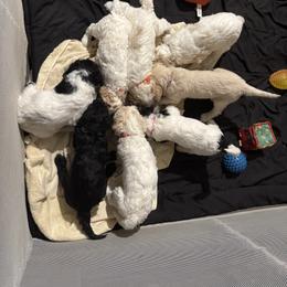 Bernedoodle and Double Doodle Puppies from ETX Dandy Doodle