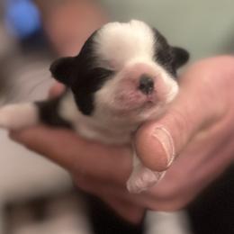 Mint - Black and white female Shih Tzu puppy in Berkeley Springs, West Virginia from Sandridge Shih Tzus