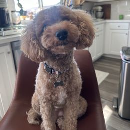 Penny - Goldendoodle