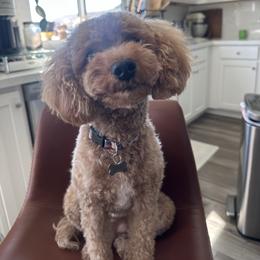 Penny - Goldendoodle