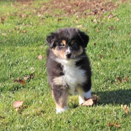 Australian Shepherd Puppies from Bellamist Aussies