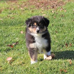 Australian Shepherd Puppies from Bellamist Aussies